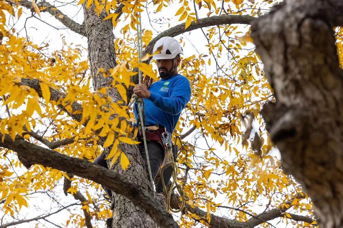 Skilled Tree Trimming crew working in Westwego
